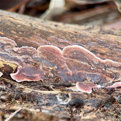 Stereum illudens (Purplish Stereum) at Crace, ACT - 27 Jul 2025 by Hejor1
