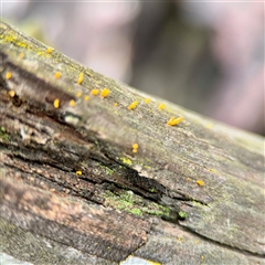 Calocera sp. (A stagshorn fungus) at Crace, ACT - 27 Jul 2025 by Hejor1