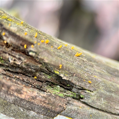 Calocera sp. (A stagshorn fungus) at Crace, ACT - 27 Jul 2025 by Hejor1
