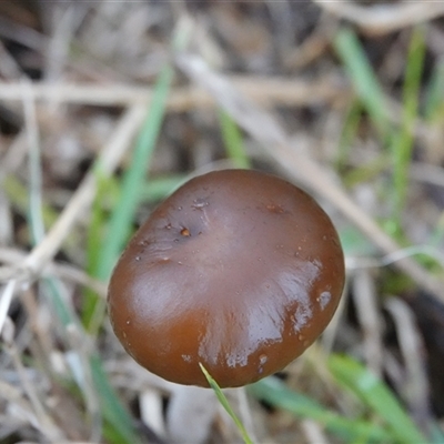 Oudemansiella gigaspora group (Rooting Shank) at Hall, ACT - 8 Jul 2025 by Anna123