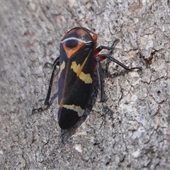 Eurymeloides pulchra (Gumtree hopper) at Hall, ACT - 26 Jun 2025 by Anna123