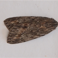 Chlenias banksiaria group (A Geometer moth) at Hall, ACT - 26 Jun 2025 by Anna123