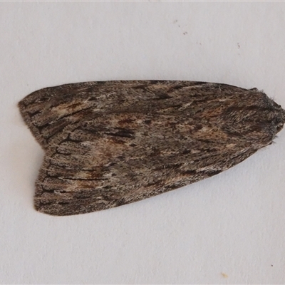 Chlenias banksiaria group (A Geometer moth) at Hall, ACT - 26 Jun 2025 by Anna123