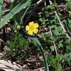 Haloragis heterophylla (Variable Raspwort) at Franklin, ACT - 13 Mar 2020 by AndyRoo