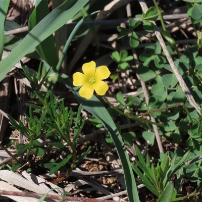 Haloragis heterophylla (Variable Raspwort) at Franklin, ACT - 13 Mar 2020 by AndyRoo