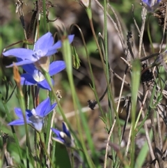 Wahlenbergia luteola (Yellowish Bluebell) at Franklin, ACT - 13 Mar 2020 by AndyRoo