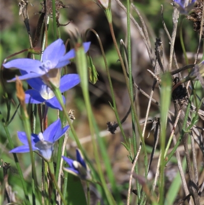 Wahlenbergia luteola (Yellowish Bluebell) at Franklin, ACT - 13 Mar 2020 by AndyRoo
