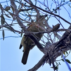 Ptilonorhynchus violaceus (Satin Bowerbird) at Higgins, ACT - 27 Jul 2025 by MichaelWenke