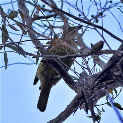 Ptilonorhynchus violaceus (Satin Bowerbird) at Higgins, ACT - 27 Jul 2025 by MichaelWenke