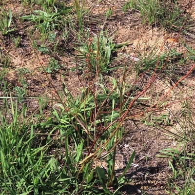 Rumex brownii (Slender Dock) at Franklin, ACT - 13 Mar 2020 by AndyRoo