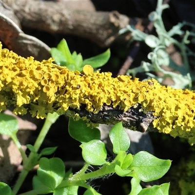 Unverified Lichen at Yackandandah, VIC - 5 Jul 2025 by KylieWaldon
