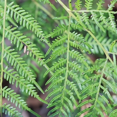Pteridium esculentum (Bracken) at Yackandandah, VIC - 5 Jul 2025 by KylieWaldon
