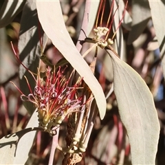 Amyema quandang var. quandang (Grey Mistletoe) at Yackandandah, VIC - 5 Jul 2025 by KylieWaldon