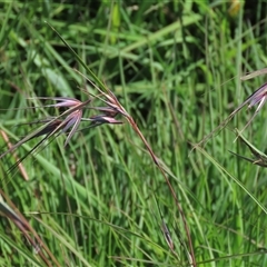 Themeda triandra (Kangaroo Grass) at Harrison, ACT - 13 Mar 2020 by AndyRoo