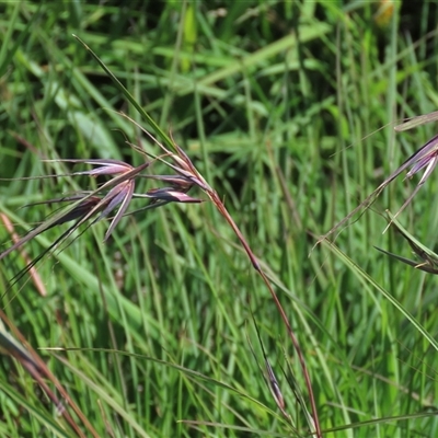 Themeda triandra (Kangaroo Grass) at Harrison, ACT - 13 Mar 2020 by AndyRoo