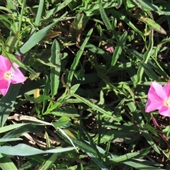 Convolvulus angustissimus subsp. angustissimus (Australian Bindweed) at Harrison, ACT - 13 Mar 2020 by AndyRoo