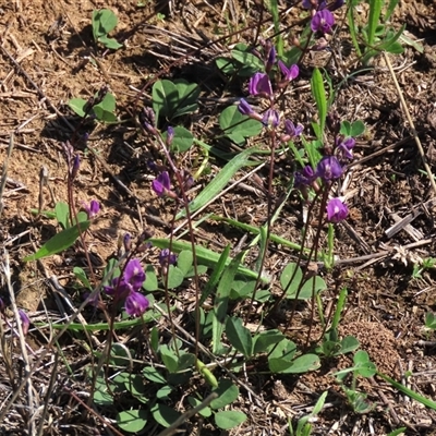 Glycine tabacina (Variable Glycine) at Harrison, ACT - 13 Mar 2020 by AndyRoo