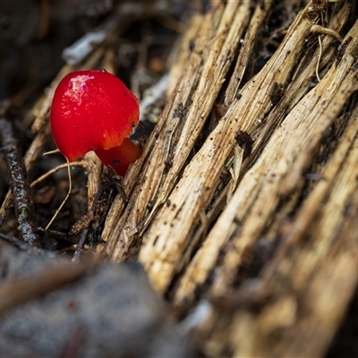 Hygrocybe sp. at Kambah, ACT - 24 Jul 2025 by Steven999