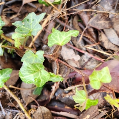 Hedera helix (Ivy) at Fyshwick, ACT - 27 Jul 2025 by Tawny4