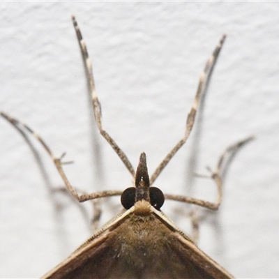 Epidesmia tryxaria (Neat Epidesmia) at Sheldon, QLD - 23 Jul 2025 by PJH123