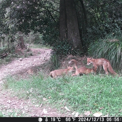 Vulpes vulpes at Currowan, NSW - 16 Dec 2024 by UserCqoIFqhZ