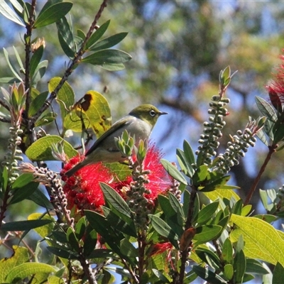 Zosterops lateralis (Silvereye) at Currowan, NSW - 12 Oct 2024 by UserCqoIFqhZ