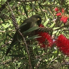 Meliphaga lewinii (Lewin's Honeyeater) at Currowan, NSW - 12 Oct 2024 by UserCqoIFqhZ