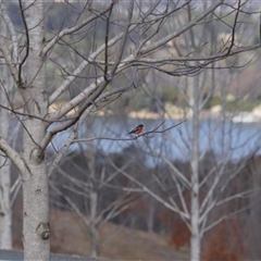 Petroica phoenicea (Flame Robin) at Yarralumla, ACT - 23 Jul 2025 by TimL