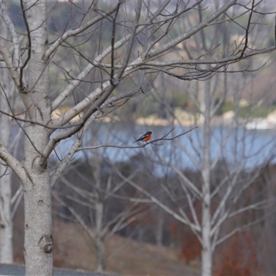 Petroica phoenicea (Flame Robin) at Yarralumla, ACT - 23 Jul 2025 by TimL