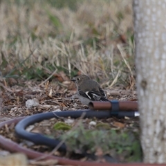 Petroica phoenicea (Flame Robin) at Yarralumla, ACT - 23 Jul 2025 by TimL