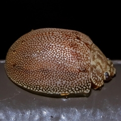 Paropsis atomaria (Eucalyptus leaf beetle) at Acton, ACT - 27 Jul 2025 by TimL