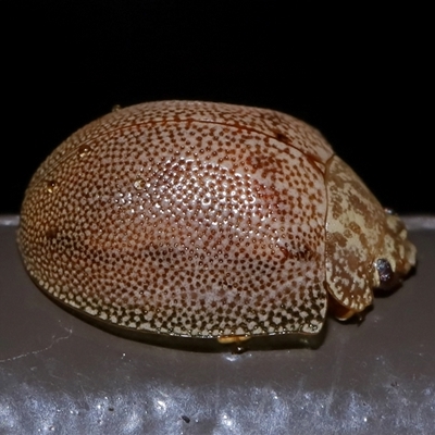 Paropsis atomaria (Eucalyptus leaf beetle) at Acton, ACT - 27 Jul 2025 by TimL