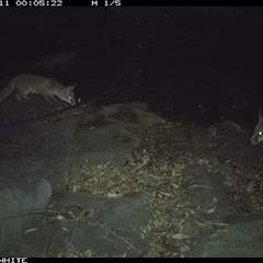 Vulpes vulpes (Red Fox) at Avondale, NSW - 11 Nov 2024 by RalphArn