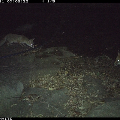 Vulpes vulpes (Red Fox) at Avondale, NSW - 11 Nov 2024 by RalphArn
