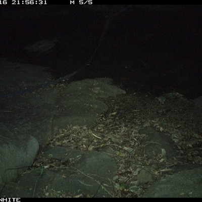 Vombatus ursinus (Bare-nosed Wombat, Common wombat) at Avondale, NSW - 16 Nov 2024 by RalphArn