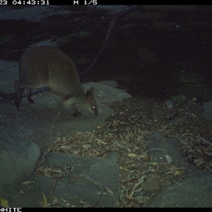 Wallabia bicolor at Avondale, NSW - 23 Nov 2024 04:43 AM