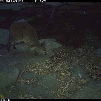 Wallabia bicolor (Swamp Wallaby) at Avondale, NSW - 23 Nov 2024 by RalphArn