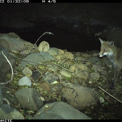 Vulpes vulpes (Red Fox) at Avondale, NSW - 22 Sep 2024 by RalphArn