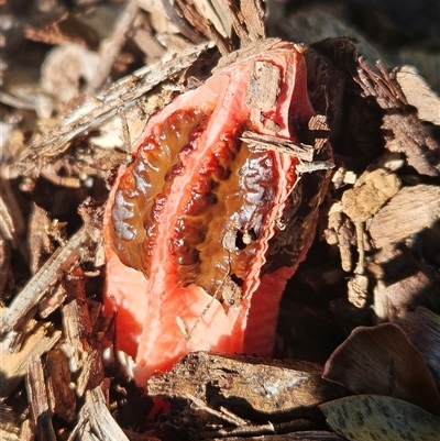 Lysurus mokusin at Noosaville, QLD - 28 Jul 2025 by AaronClausen