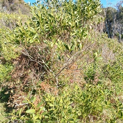 Acacia longifolia subsp. sophorae (Coast Wattle) at Moruya Heads, NSW - 28 Jul 2025 by LyndalT