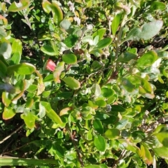 Rhagodia candolleana subsp. candolleana (Seaberry Saltbush) at Moruya Heads, NSW - 28 Jul 2025 by LyndalT