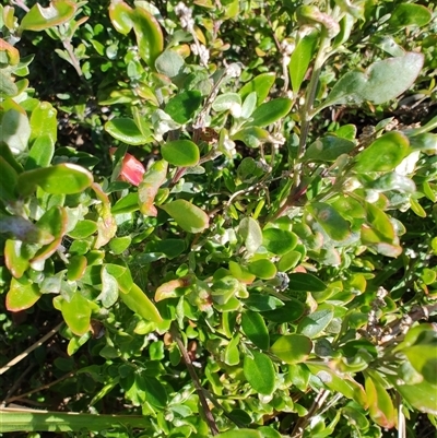 Rhagodia candolleana subsp. candolleana (Seaberry Saltbush) at Moruya Heads, NSW - 28 Jul 2025 by LyndalT
