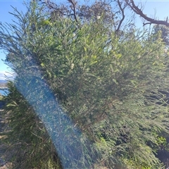 Melaleuca armillaris (Bracelet Honey Myrtle) at Moruya Heads, NSW - 28 Jul 2025 by LyndalT