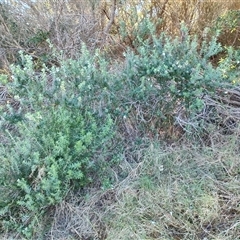 Westringia fruticosa (Native Rosemary) at Broulee, NSW - 28 Jul 2025 by LyndalT