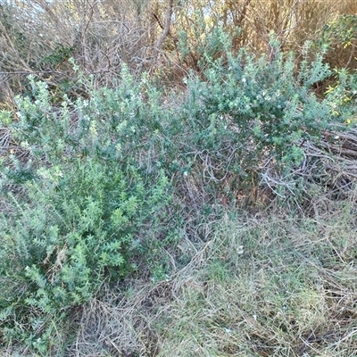 Westringia fruticosa (Native Rosemary) at Broulee, NSW - 28 Jul 2025 by LyndalT