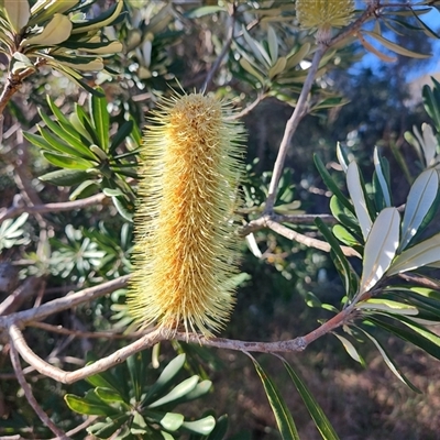 Banksia integrifolia subsp. integrifolia (Coast Banksia) at Broulee, NSW - 28 Jul 2025 by LyndalT