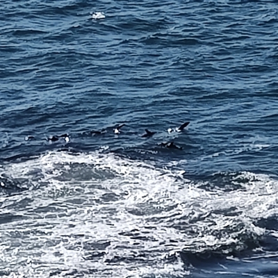 Arctocephalus (genus) (Fur Seal) at Broulee, NSW - 28 Jul 2025 by LyndalT