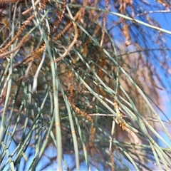 Allocasuarina verticillata (Drooping Sheoak) at Moruya Heads, NSW - 28 Jul 2025 by LyndalT