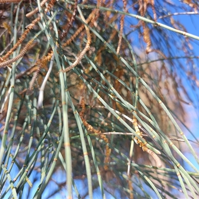 Allocasuarina verticillata (Drooping Sheoak) at Moruya Heads, NSW - 28 Jul 2025 by LyndalT