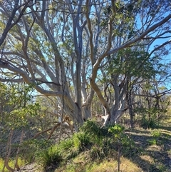 Corymbia maculata (Spotted Gum) at Moruya Heads, NSW - 28 Jul 2025 by LyndalT